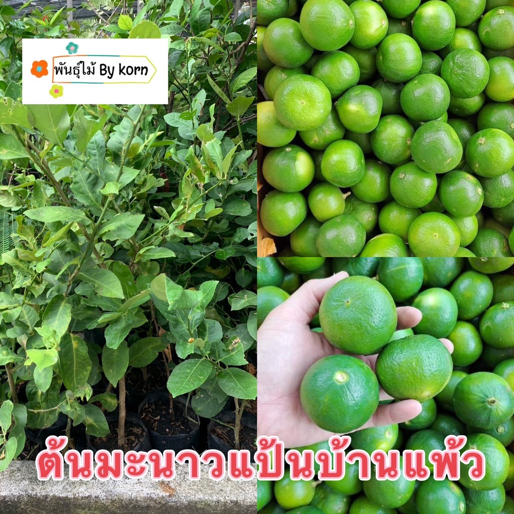 ต้นมะนาวแป้นพวงบ้านแพ้ว มะนาวเกษตร ออกผลทั้งปี พร้อมส่ง สำคัญกรุณาสั่งซื้อในเวลา12:00น.-00:00น.