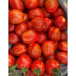 เมล็ดพันธุ์มะเขือเทศเชอร์รี่ เอมเบอร์ (Ember Cherry Tomato Seed) บรรจุ 25 เมล็ด ของแท้ คุณภาพดี ราคาถูก นำเข้าจากต่างประ