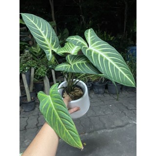ต้นซันโตโซม่า”𝘅𝗮𝗻𝘁𝗵𝗼𝘀𝗼𝗺𝗮 “ ส่งพร้อมกระถางสีขาว