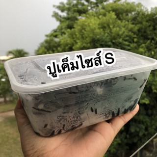 🦀 ปูเค็ม 🦀 ปูดอง 🦀 ปูแสม 🦀 ปูส้มตำ คละตัวผู้ตัวเมีย  ไซส์ S 18-21ตัว/ต่อกล่อง