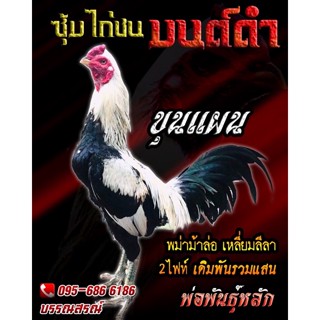 ไข่ไก่ชนพม่าแข้งคม สายเลือดเงิน1,000,000 ฝันร้ายไก่เชิง เจ้าขุนแผน