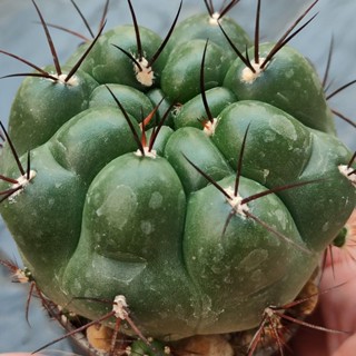 ยิมโน ซากลิโอนิส‼️🌵 #Gymnocalycium Saglionis