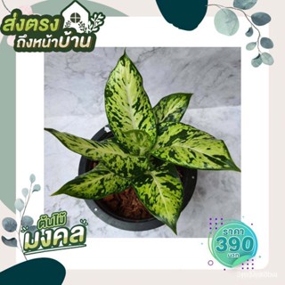 ผลิตภัณฑ์ใหม่ เมล็ดพันธุ์ 20221 ต้น อโกลนีมา ใบลายเสือพราน สวยมาก (Aglaonema) มหาเศรษฐีรับเงินรับทอง ขนาดกระถาง /ผักชี A