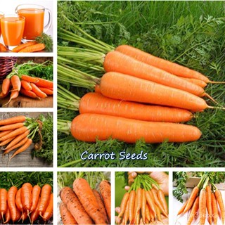 （คุณภาพสูง เมล็ด）ในสต็อกในประเทศไทย Carrot Seeds บรรจุ 1000 บอนไซ บอนไซแคระ ต้นไม้ประดับ ต้นไม้ เมล็/ง่าย ปลูก ส/ผักชี 2