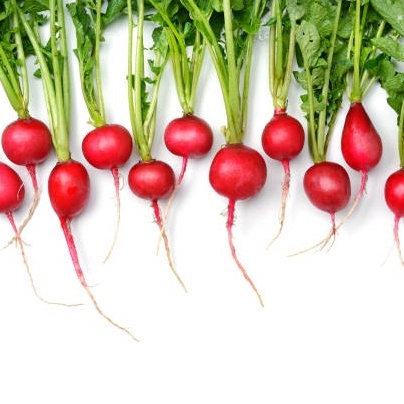 เมล็ด​พันธุ์​ แรดิชเชอร์รี่​เบล​ เรดิช เรดเรดิช Radish บรรจุ 40-100 เมล็ด​ [ซื้อ10 แถม 1 คละได้] – โปรปัง