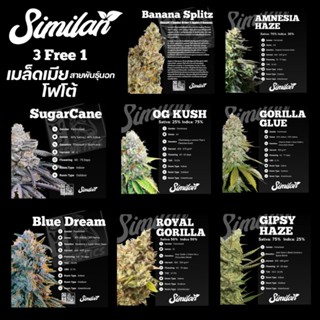 เมล็ดสายพันธ์ุนอก โฟโต้ ค่าย similan Genetics พร้อมแพ็คเกจ (เมล็ดเมียแท้)