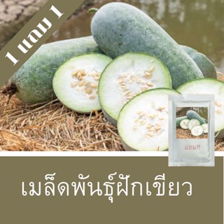 เมล็ดพันธุ์ฟักเขียว 1แถม1 (250 เมล็ด) ราคาถูกที่สุด!!!