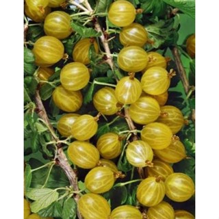 เมล็ดพันธุ์ กูสเบอร์รี่ฮินโนะมากิสีเหลือง Hinnomaki Yellow Gooseberry Seeds บรรจุ 25 เมล็ด คุณภาพดี ของแท้ ราคาถูก