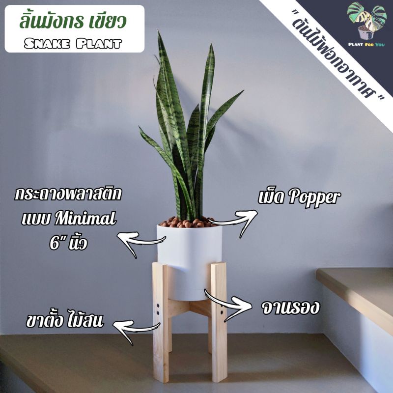 💤ลิ้นมังกร(Snake Plant) มี3สายพันธุ์  ต้นสูง40-50ซม. พร้อมกระถางครบชุดพร้อมปลูก (ต้นไม้ฟอกอากาศ) รูปที่ 4