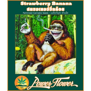 เมล็ดกัญชา สตรอเบอร์รี่กล้วย Strawberry Banana fem cannabis seeds