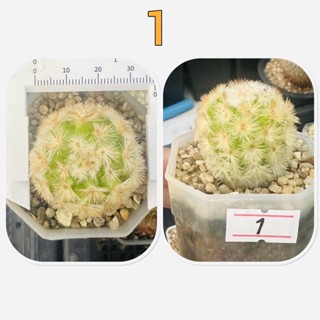 ชำหน่อ แมม คามิเน่บุดดา ไฮบริด สีส้ม บุดดาส้มไฮบริด Mammillaria carmenae buddha Hybrid