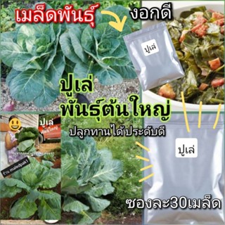 เมล็ดพันธุ์ ปูเล่ พันธุ์ใหญ่ ซองละ30เมล็ด, พร้อมส่ง ถูกมาก เมล็ดพันธุ์ต่างประเทศเมล็ดพันธุ์ผักคุณภาพ