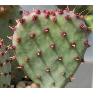 Santa Rita Cactus Opuntia โอพันเทีย ซานต้าริต้า