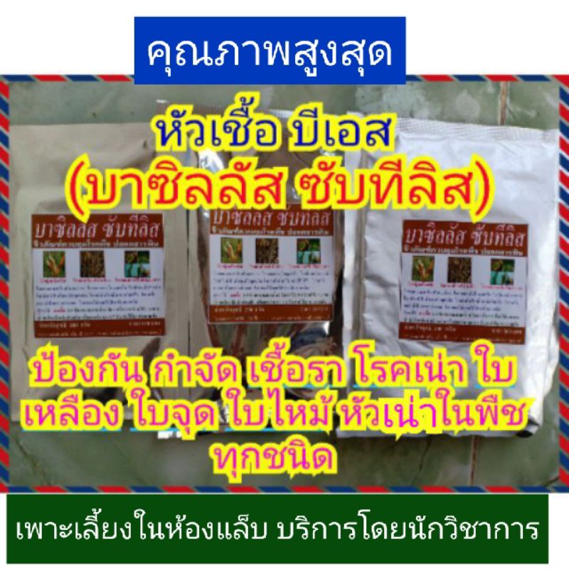 หัวเชื้อจุลินทรีย์บีเอส (บาซิลลัส ซับทีลิส) คุณภาพสูง ป้องกันและกำจัดเชื้อรา โรคกุ้งแห้งในพริก แคงเกอร์ โรคเน่าในพืช