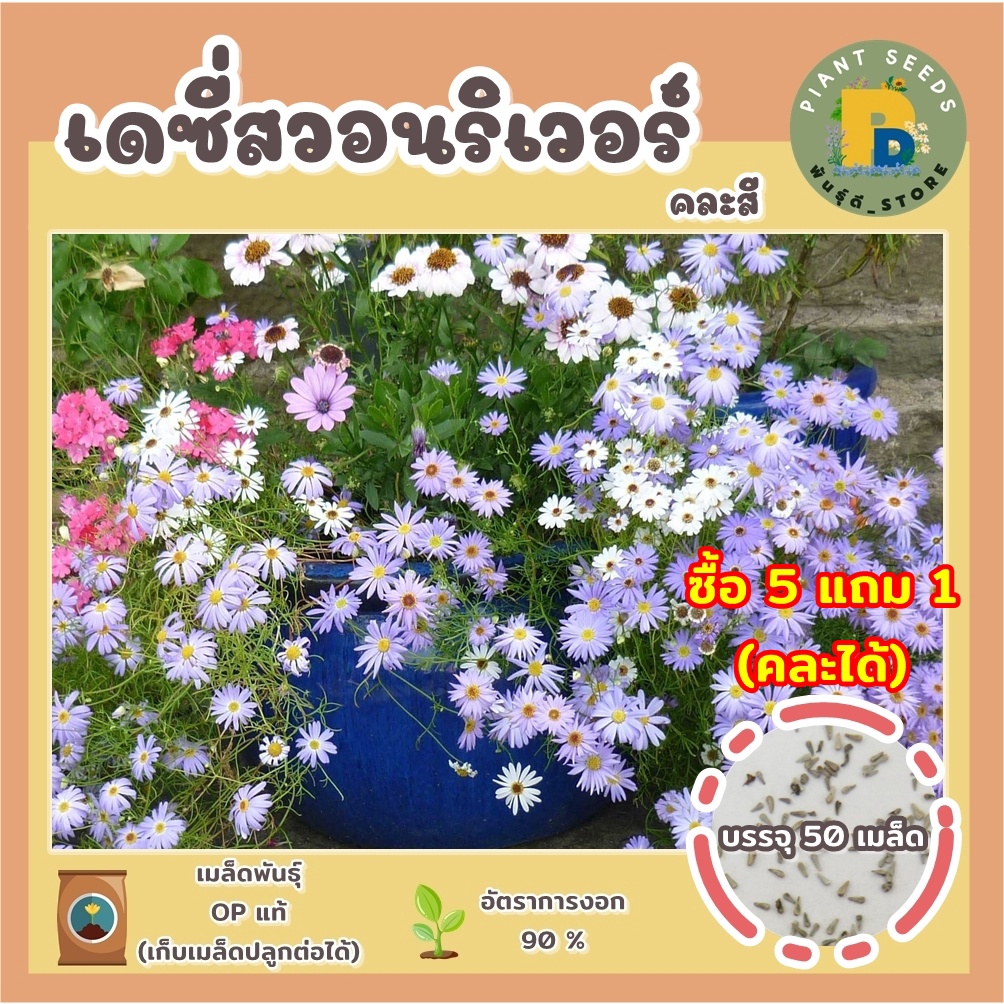 เมล็ดพันธุ์ดอกเดซี่สวอนริเวอร์ คละสี 50 เมล็ด (Mixed Swan River Daisy) เมล็ดพันธุ์แท้ คุณภาพดี ปลูกง