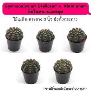 Gt034 Gymnocalycium Stellatum v. Kleinianum ยิมโนหนามแมงมุม ไม้เมล็ด cactus กระบองเพชร แคคตัส กุหลาบหิน พืชอวบน้ำ