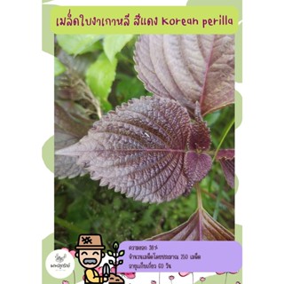 เมล็ดใบงาเกาหลี #สีแดง #สีเขียว  Korean perilla ความงอกสูง ราคาถูก