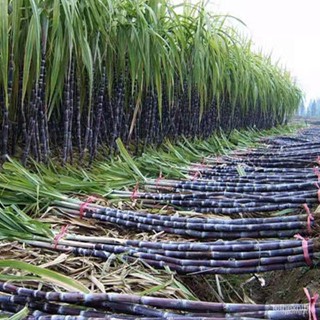 ผลิตภัณฑ์ใหม่ เมล็ดพันธุ์ 10 Pcs Giant Sugar Cane Seeds, Delicious Juicy Fruit Seeds 1EP7 คละ สวนครัว/ผักชี 8BXH