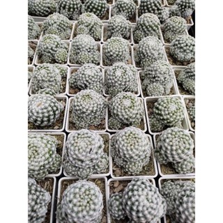 แมมลูกกอล์ฟญี่ปุ่น Mammillaria humboldtii กระบองเพชร แคคตัส cactus