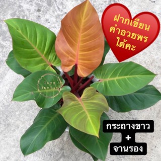 ฟิโลเดนดรอนกุมารแดงเรียกทรัพย์ กระถางขาว+จานรองPhilodendroncherryred