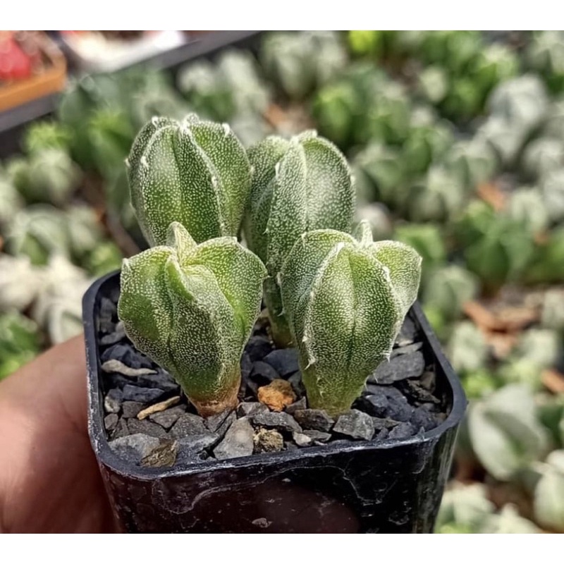 มาริโอ Astrophytum myriostigma หรือแคคตัสหมวกสังฆราช อายุ 6 เดือน ขนาด 1 เซน