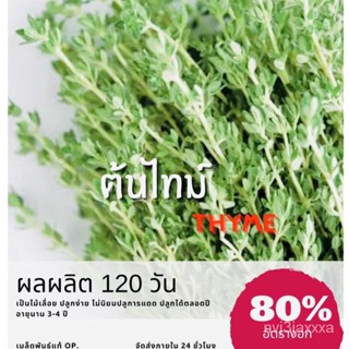 （คุณภาพสูง เมล็ด）เมล็ดพันธุ์ ไทม์ ต้นไทม์ (ซื้อ 10 แถม 1 คละอย่างได้)/ง่าย ปลูก สวนครัว เมล็ด/มะเขือ ETMT