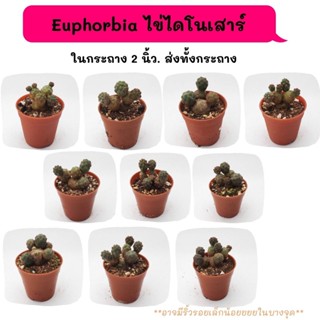 ET056 Euphorbia ไข่ไดโนเสาร์ กระบองเพชร แคคตัส กุหลาบหิน พืชอวบน้ำ