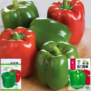 ผลิตภัณฑ์ใหม่ เมล็ดพันธุ์ 2022พริกหวานยักษ์ 350เมล็ด    Bell Pepper    สายพันธุ์ OP MU00/ผักสลัด็ดด/ง่าย AEIT