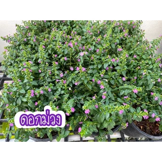 หลิวแคระใต้หวัน ดอกม่วง,ขาว,เหลือง พร้อมกระถาง5-6" ไม้ดอกน่ารักมาก🌸🌸มีดอกทุกต้น