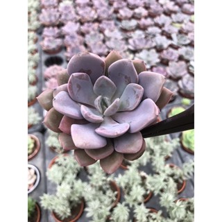 Echeveria Debbyสีม่วงละมุน เลี้ยงง่าย สีหวาน