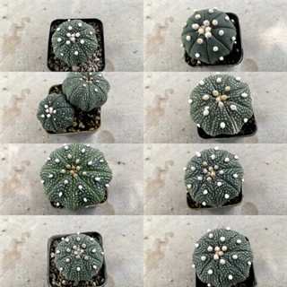 Astrophytum แคคตัส กระบองเพชร กระถางละ 20 บาท A08