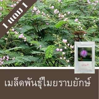 เมล็ดพันธุ์ไมยราบยักษ์ 1แถม1 (150 เมล็ด)