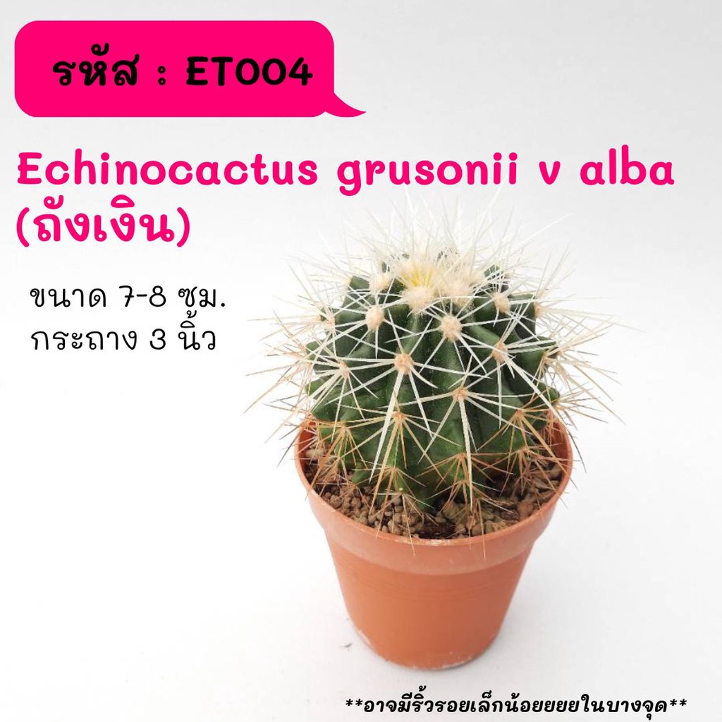 ET004 Echinocactus grusonii v alba (ถังเงิน)  ไม้เมล็ด cactus กระบองเพชร แคคตัส กุหลาบหิน พืชอวบน้ำ