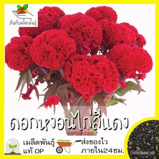 ผลิตภัณฑ์ใหม่ เมล็ดพันธุ์ จุดประเทศไทย ❤เมล็ดพันธุ์เมล็ดอวบอ้วน ดอกหงอนไก่ฝรั่ง สีแดง หงอนไก่ 200 เมล็ด  Red Co /ผักชี D