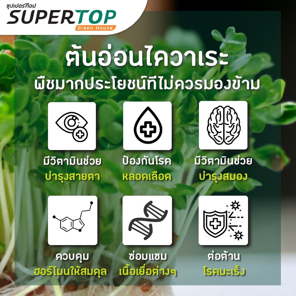 เมล็ดเพาะต้นอ่อน ไควาเระ (White Radish Microgreen) SUPERTOP ขนาด 1 KG. - รูปที่ 3