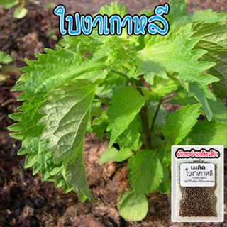 เมล็ด​พันธุ์​​ เมล็ดพันธุ์ชิโสะ ใบงาเกาหลีเขียวโอบะ Green Shiso เมล็ดใบงาเกาหลี 50-120​ เมล็ด [ซื้อ 10 แถม1คละได้]