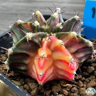 (B1) ต้นยิมโนหน้ายับด่าง ลูก Trex ไม้เมล็ด - (gymnocalycium) - แคคตัส/มะเขือ ZILI