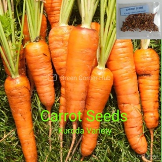 ผลิตภัณฑ์ใหม่ เมล็ดพันธุ์ จุดประเทศไทย ❤Carrot Seeds (Kuroda Variety/200+seeds)เมล็ดอวบอ้วน 100% รอคอยที่จะให้คว/ผักชี A