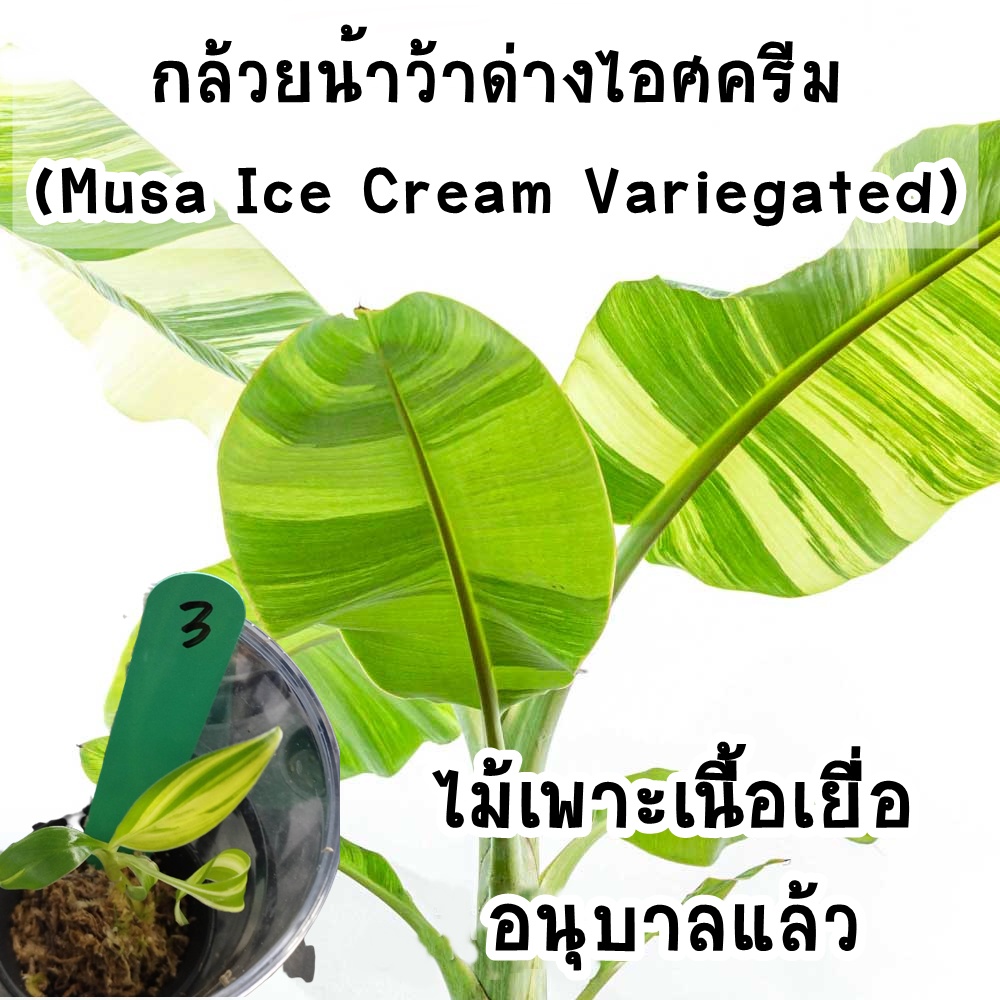 กล้วยน้ำว้าด่างไอศครีม (Musa Ice Cream Variegated) ไม้เพาะเลี้ยงเนื้อเยื่ออนุบาลแล้ว