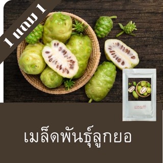 เมล็ดพันธุ์ลูกยอ 1แถม1 (250เมล็ด)