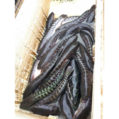 [Saki] ตะขอเกี่ยวกบเป็น หน้าตรง ซองเหลือง LF2018 ก้านเบ็ดแข็งแรง เกสรเบ็ดคม-แข็ง - รูปที่ 3