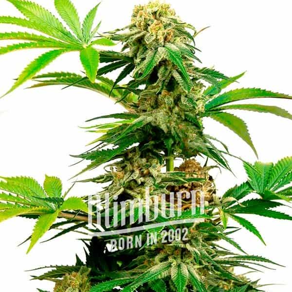 เมล็ดพันธุ์กัญชา CBD Harlequin (1:25) Feminised Cannabis Seeds เพศเมีย เมล็ดกัญชานอก เมล็ดค่าย Blimb