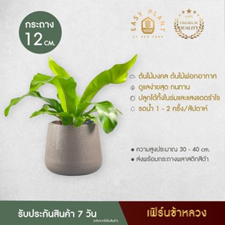 ต้นเฟิร์นข้าหลวง - Asplenium ต้นไม้ประดับ ต้นไม้มินิมอล ตกแต่งบ้านและสวน - easyplant