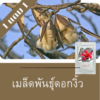 เมล็ดพันธุ์ดอกงิ้ว 1แถม1 (150 เมล็ด)