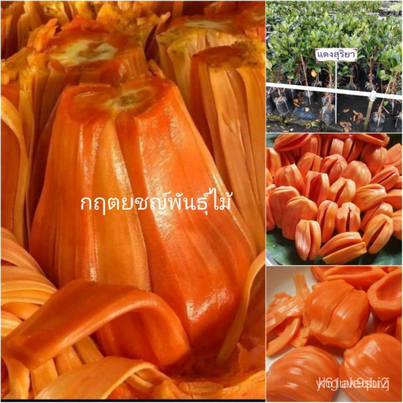 ผลิตภัณฑ์ใหม่ เมล็ดพันธุ์ เมล็ดพันธุ์คุณภาพสูงในสต็อกในประเทศไทย พร้อมส่งต้นขนุนแดงสุริยา กิ่งทาบ 60cm พันธุ์แท้/มะเขือ