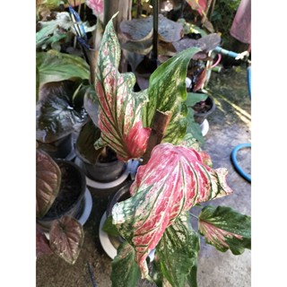 บอนสีไกรทองประเสริฐ caladium