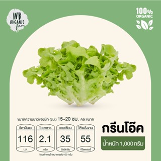 WB Organic Farm กรีนโอ๊ค 1000 กรัม ผักสลัด มาตรฐานออร์แกนิค ปลอดสารพิษ100%  เก็บใหม่ทุกออเดอร์ เก็บ-แพ็ค-ส่งตรงจากฟาร