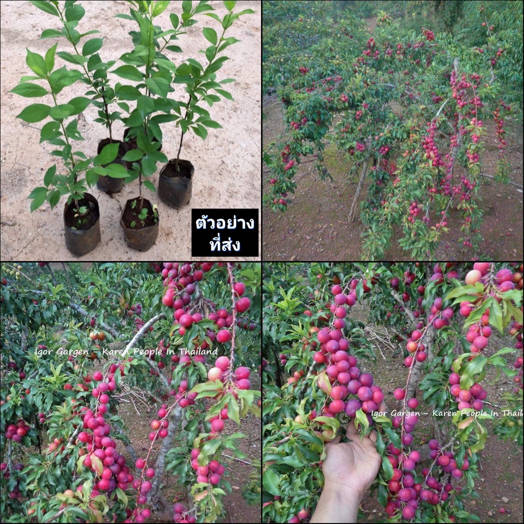 (1ต้น) ต้น ลูกไหน พันธุ์ แดงอินเดีย Red Indian Plums พลัม plum plums ต้นไหน ต้นลูกไหน ลูกพลัม ต้นพลั