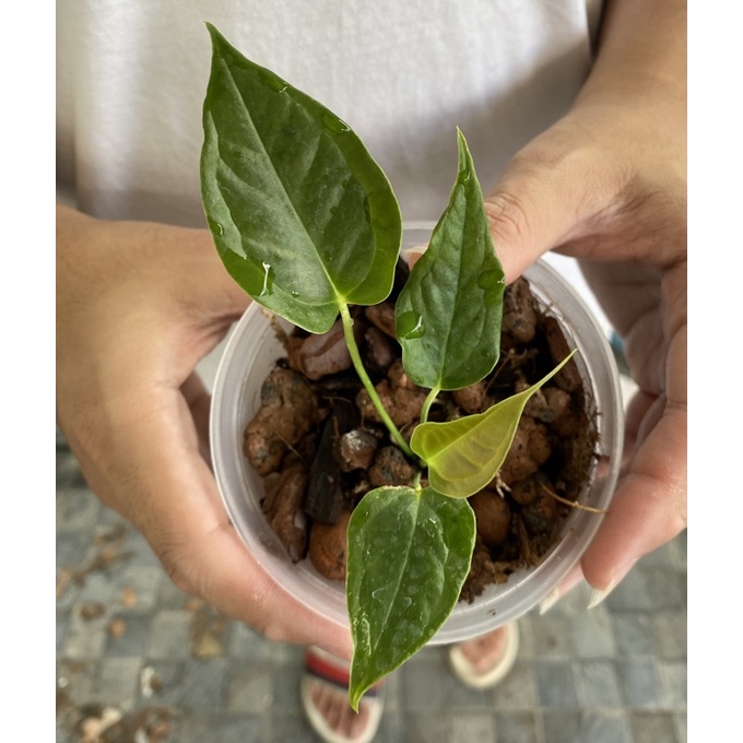 Anthurium veitchii (king) ไม้หน่อ