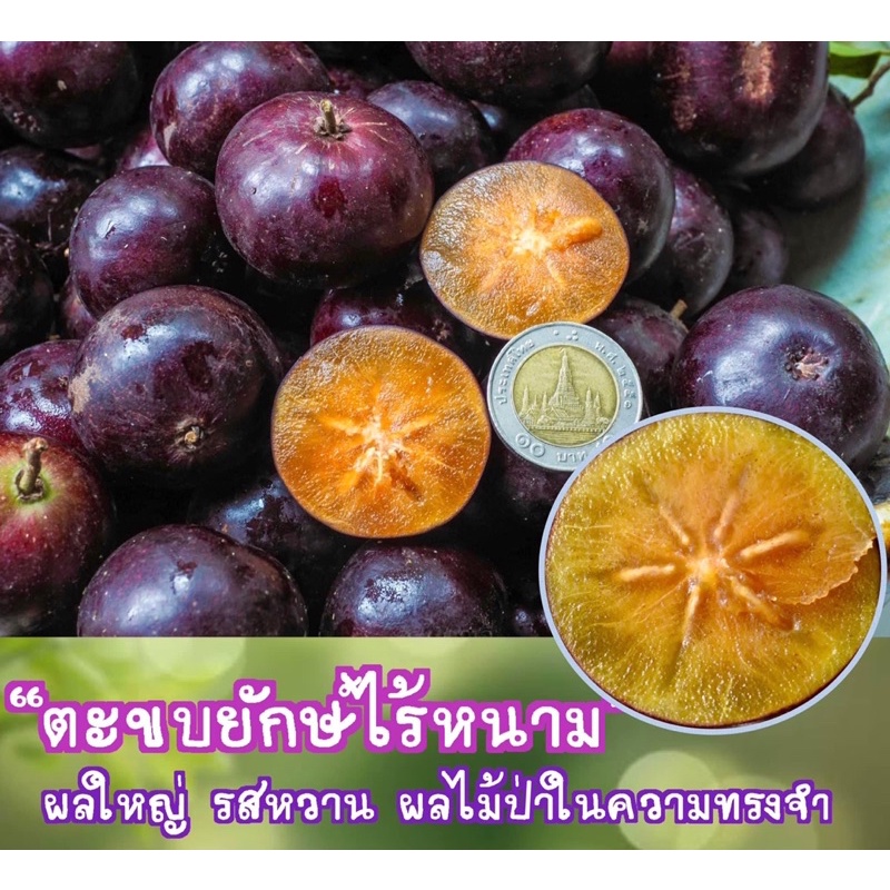 #ต้นตะขบยักษ์ไร้หนาม กิ่งตอน 10 เดือน ติดผล #หมากเบน #ตะขบตาควาย ไม้ผลโบราณหาทานยาก ใกล้สูญพันธุ์